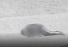 Lawnghkang Mare ka-ang kaw si taw ai Myen Hpyenla