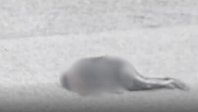 Lawnghkang Mare ka-ang kaw si taw ai Myen Hpyenla