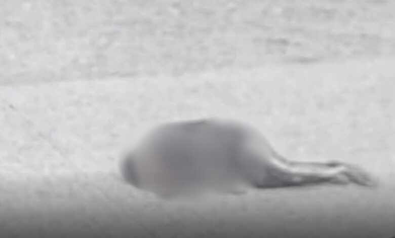 Lawnghkang Mare ka-ang kaw si taw ai Myen Hpyenla