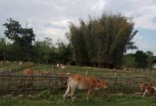 Nam mare na Dumsu nga wuhpung ni