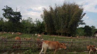 Nam mare na Dumsu nga wuhpung ni