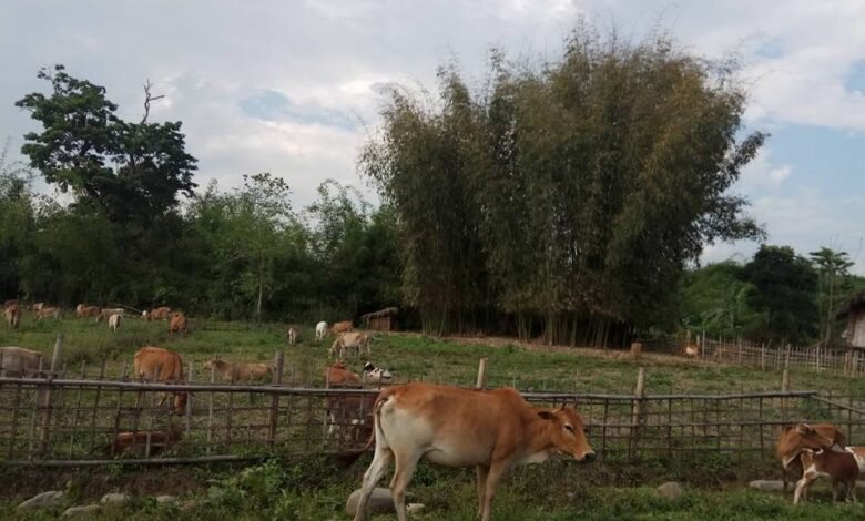 Nam mare na Dumsu nga wuhpung ni